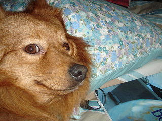 Pet of the Week